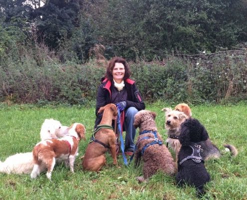 Dogsitting von sieben Hunden