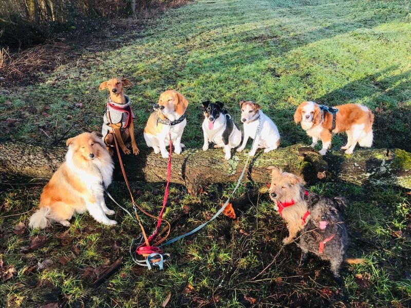 Achter-Rudel in der Sonne