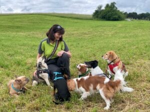 Rudelbetreuung_mit_kleinen_Hunden